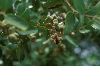 image of Quillaja saponaria