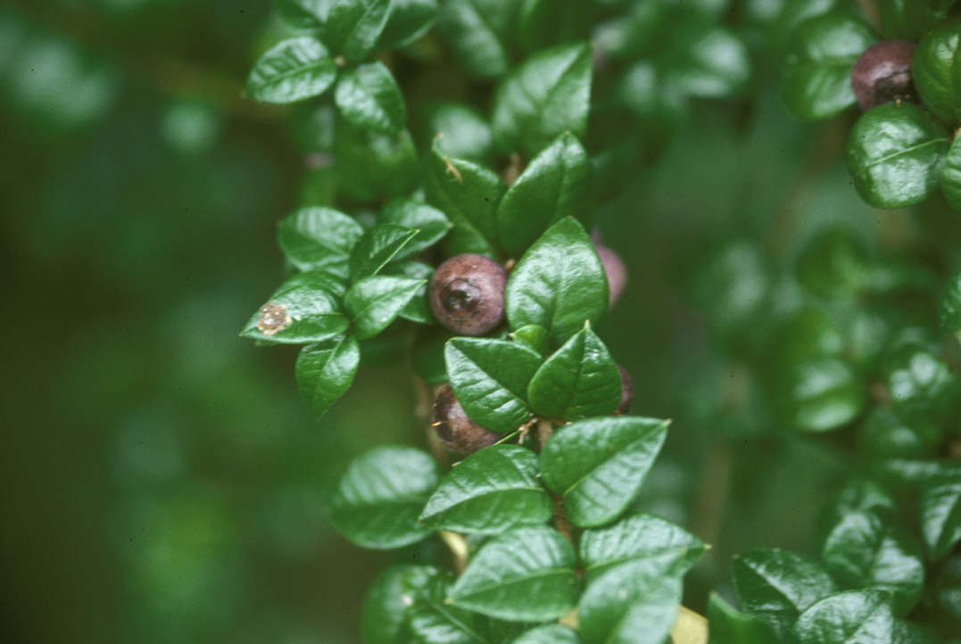 Verbenaceae Rhaphithamnus spinosus
