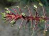 image of Fouquieria splendens
