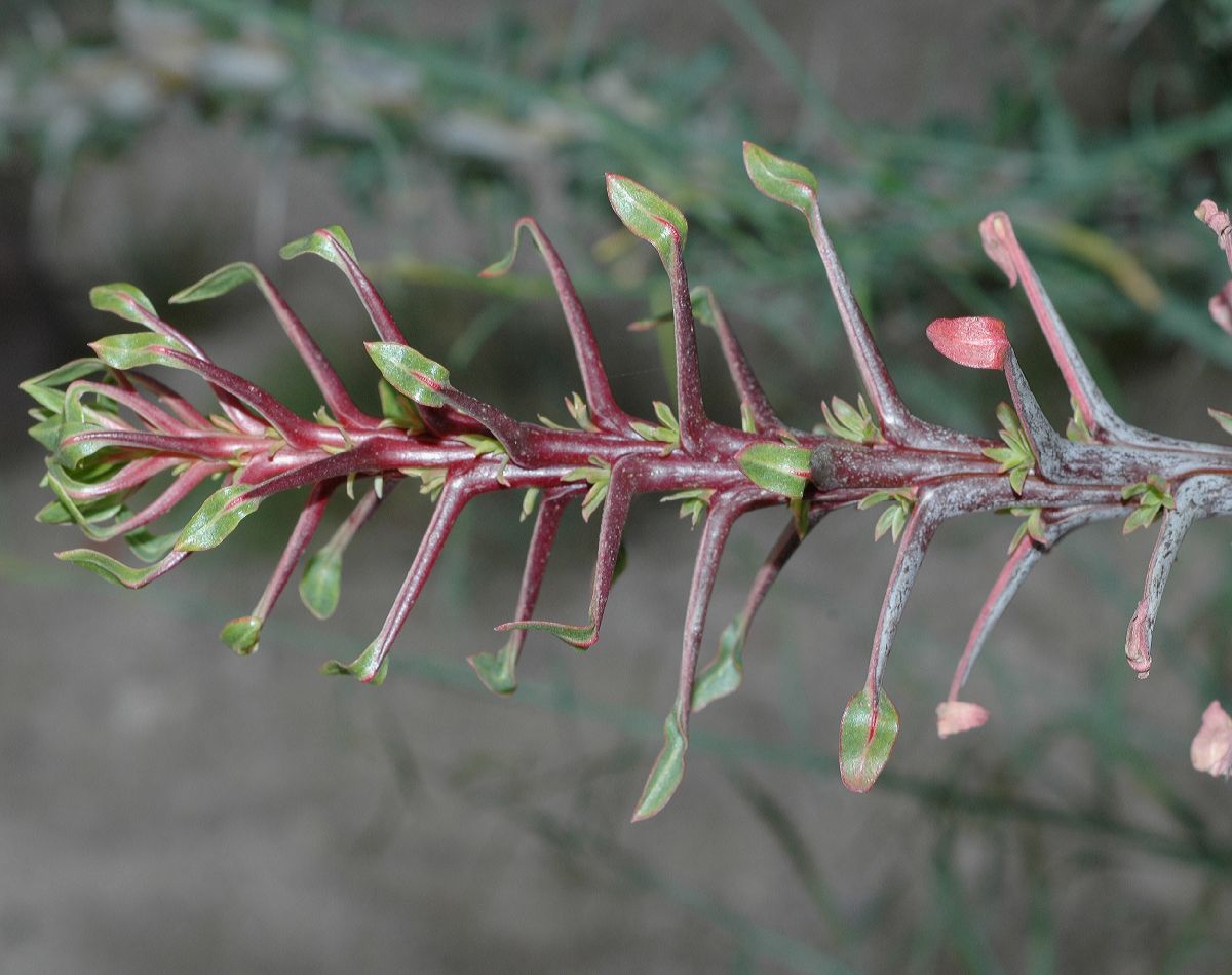 Fouquieriaceae Fouquieria splendens