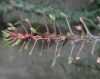 image of Fouquieria splendens