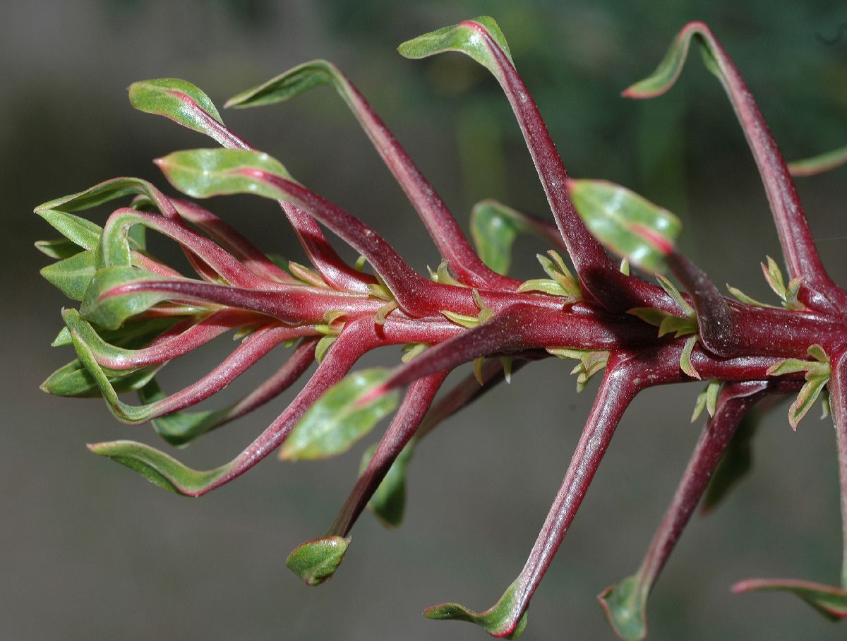 Fouquieriaceae Fouquieria splendens