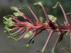 image of Fouquieria splendens