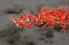 image of Fouquieria splendens