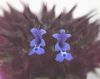 image of Salvia carduacea