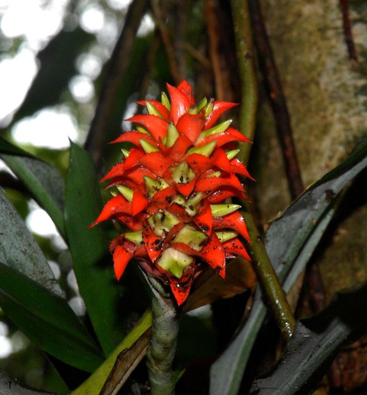 Bromeliaceae Aechmea veitchii