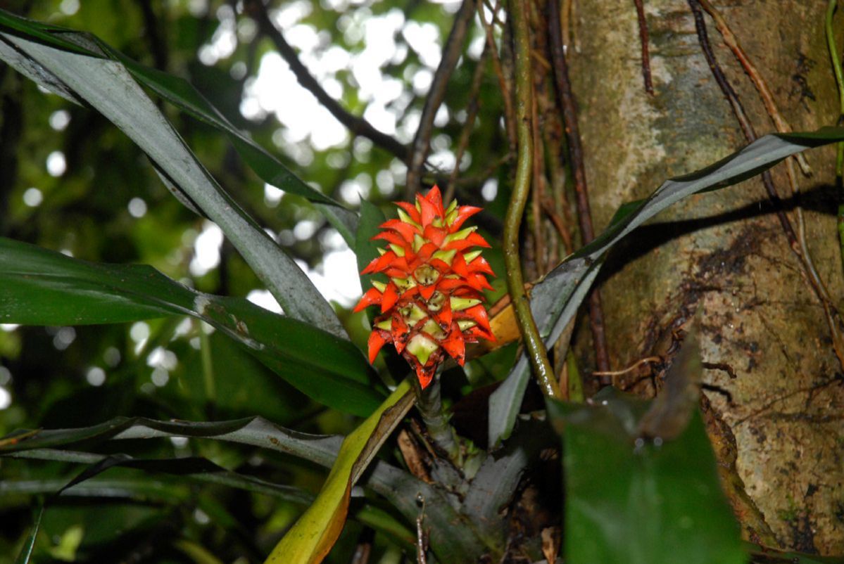 Bromeliaceae Aechmea veitchii