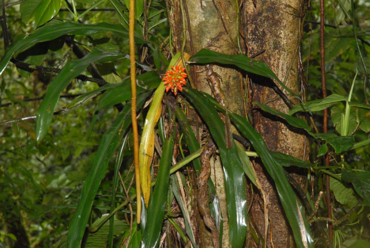 Bromeliaceae Aechmea veitchii