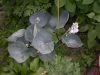 image of Hosta 