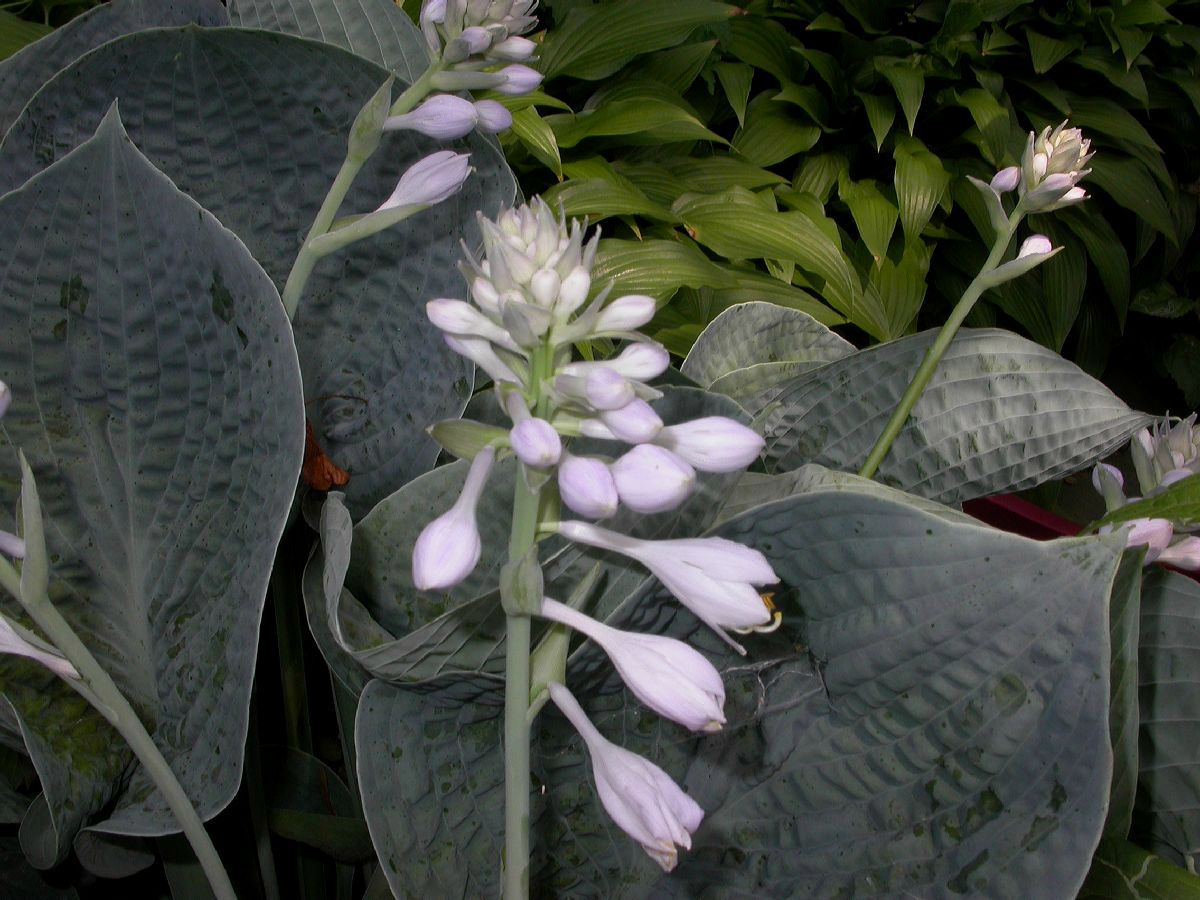Asparagaceae Hosta 