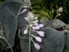 image of Hosta 