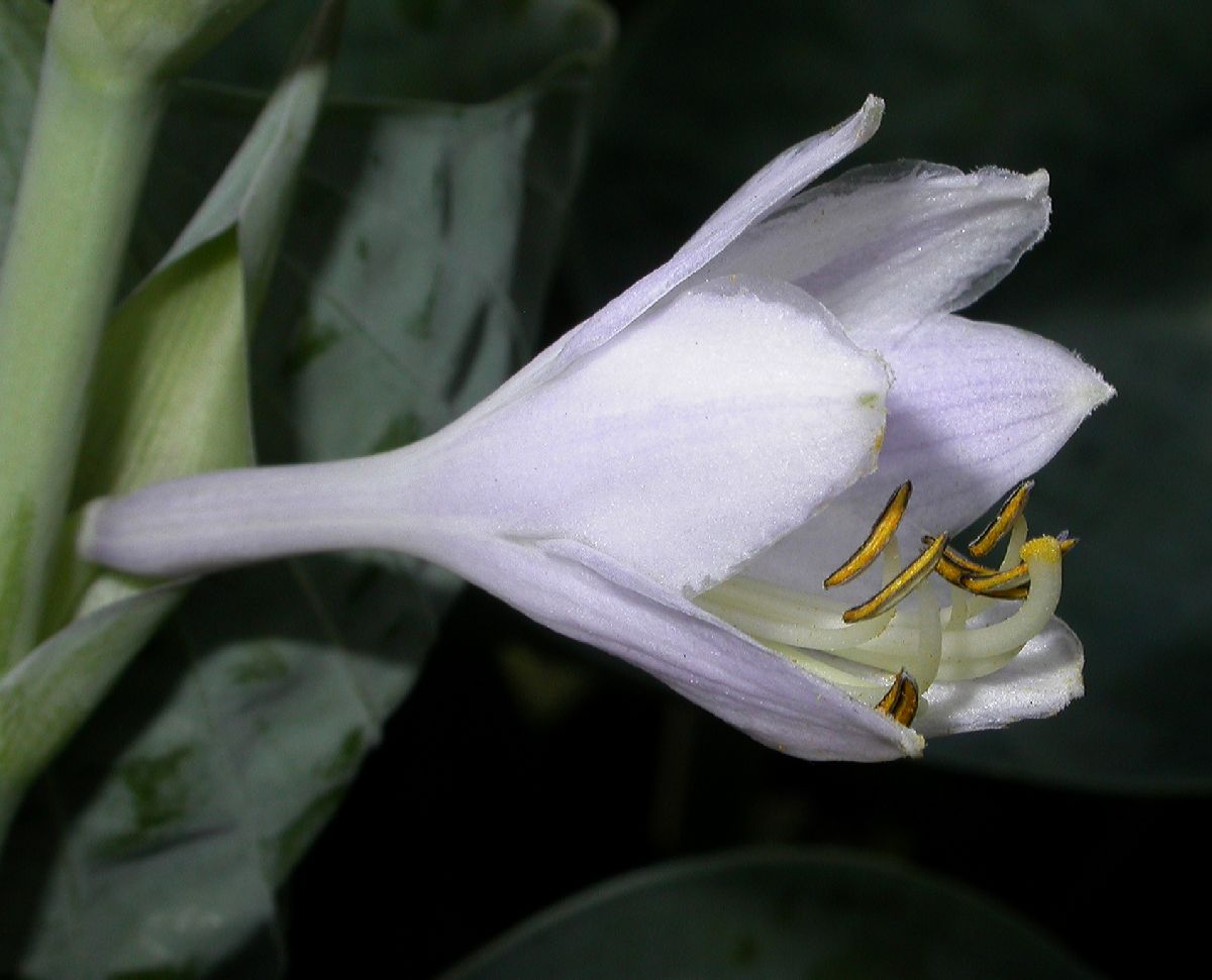 Asparagaceae Hosta 