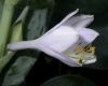 image of Hosta 