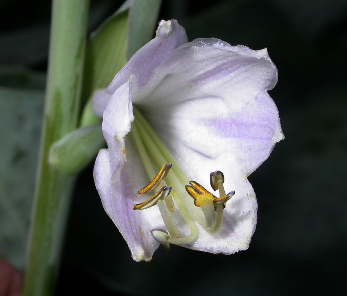Asparagaceae Hosta 