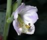 image of Hosta 