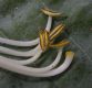 image of Hosta 