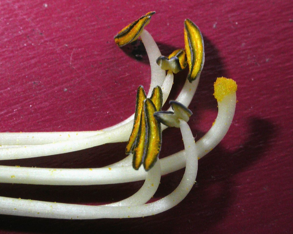 Asparagaceae Hosta 