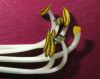 image of Hosta 