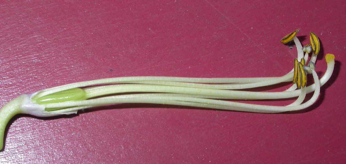 Asparagaceae Hosta 