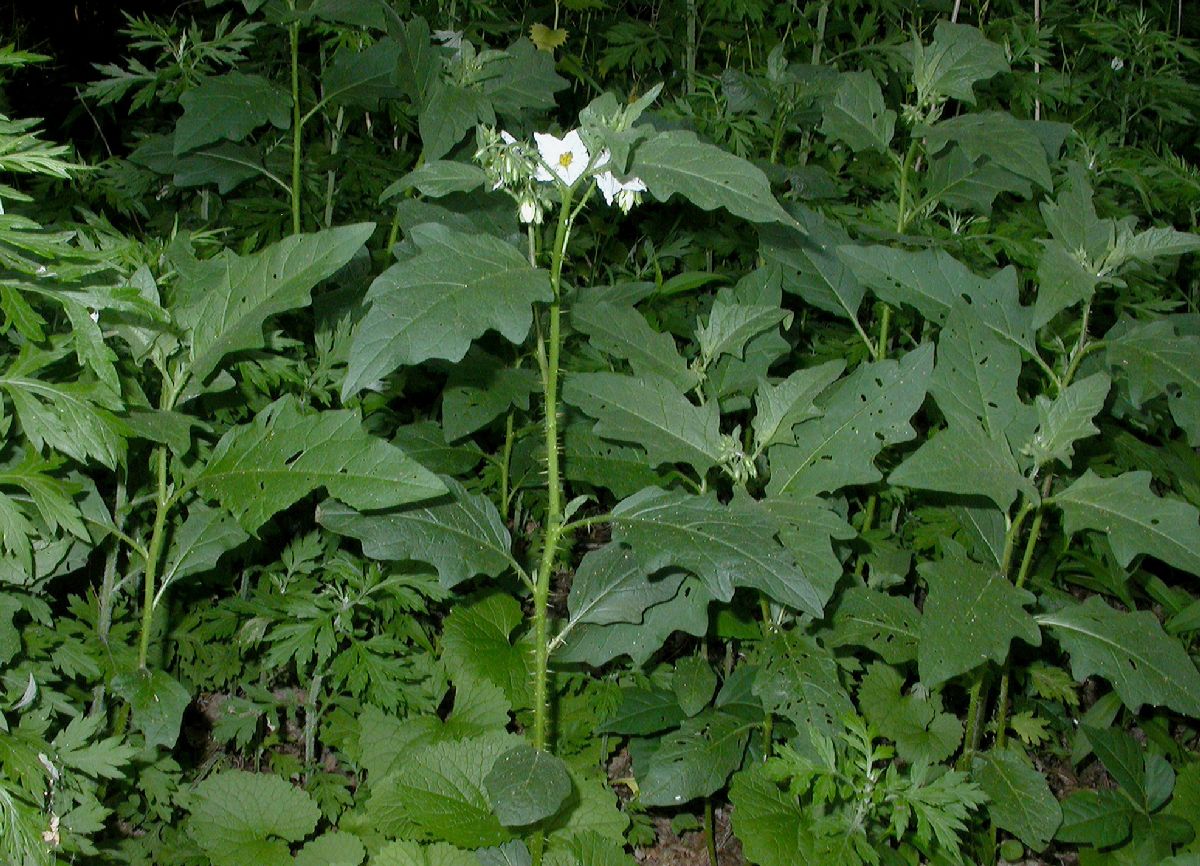 Solanaceae Solanum carolinense