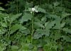 image of Solanum carolinense