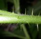 image of Solanum carolinense