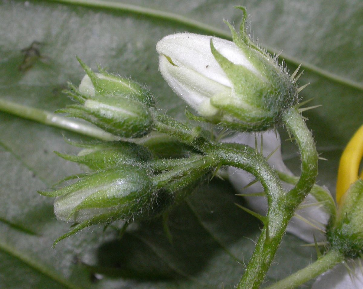 Solanaceae Solanum carolinense