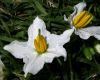 image of Solanum carolinense