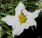 image of Solanum carolinense