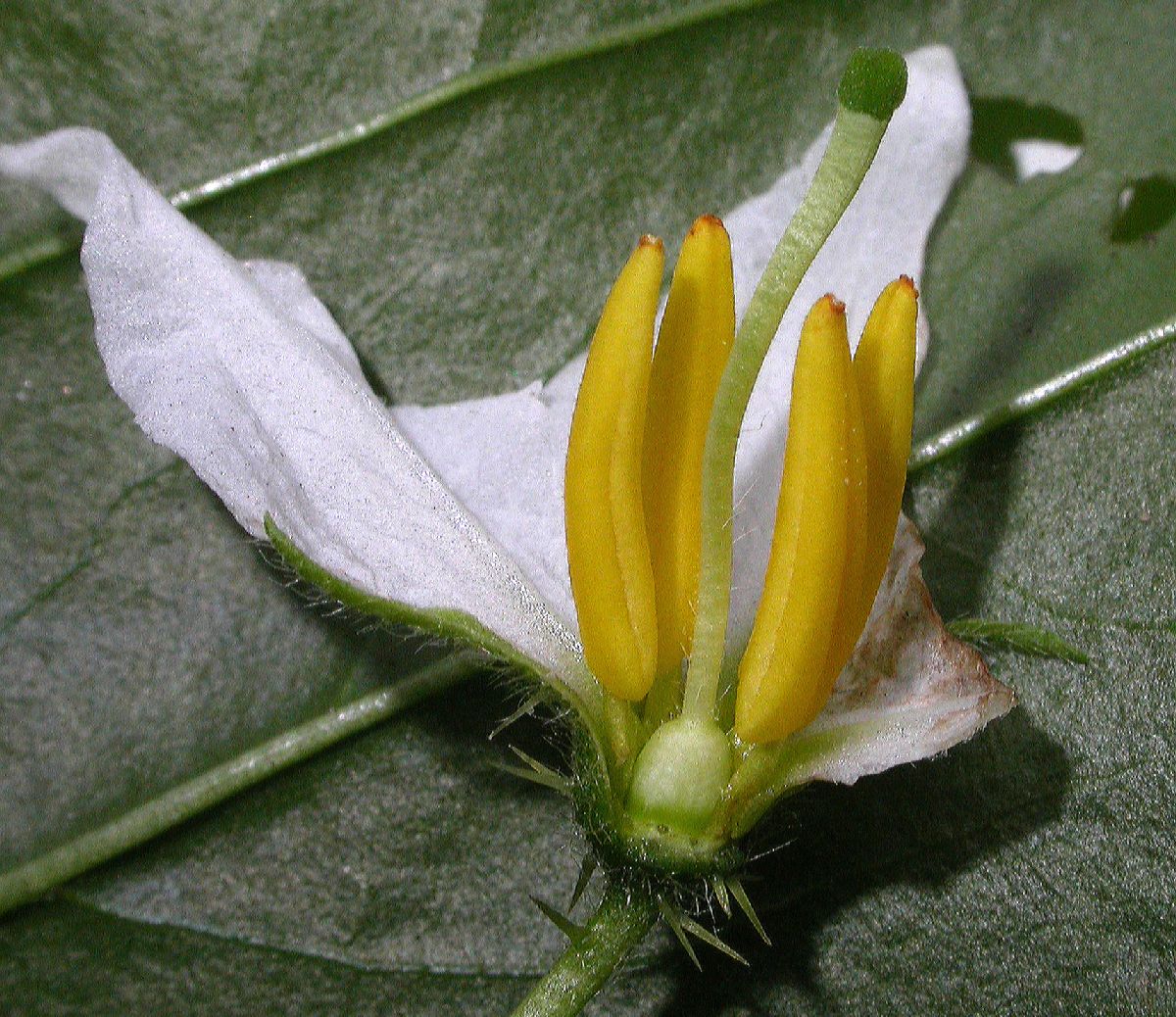 Solanaceae Solanum carolinense