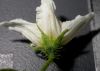 image of Solanum carolinense