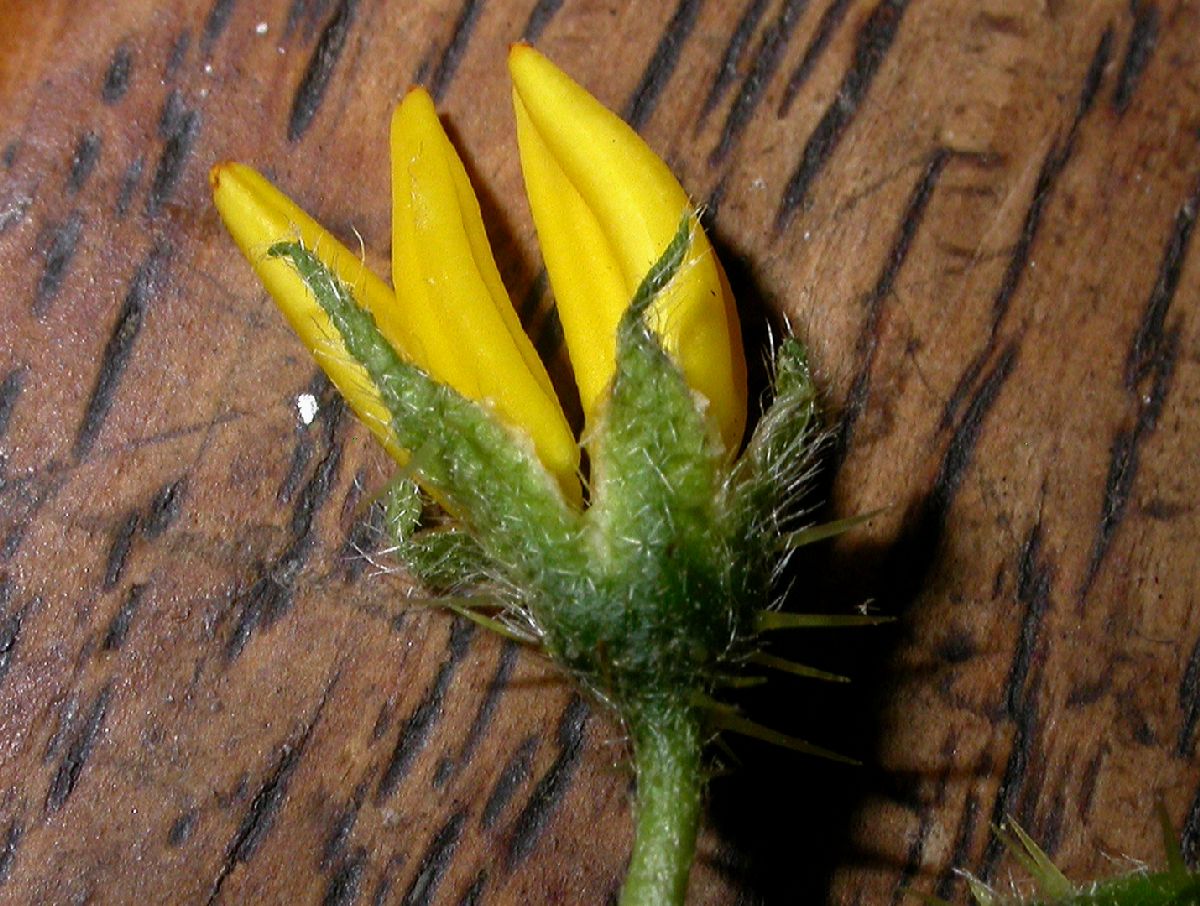 Solanaceae Solanum carolinense