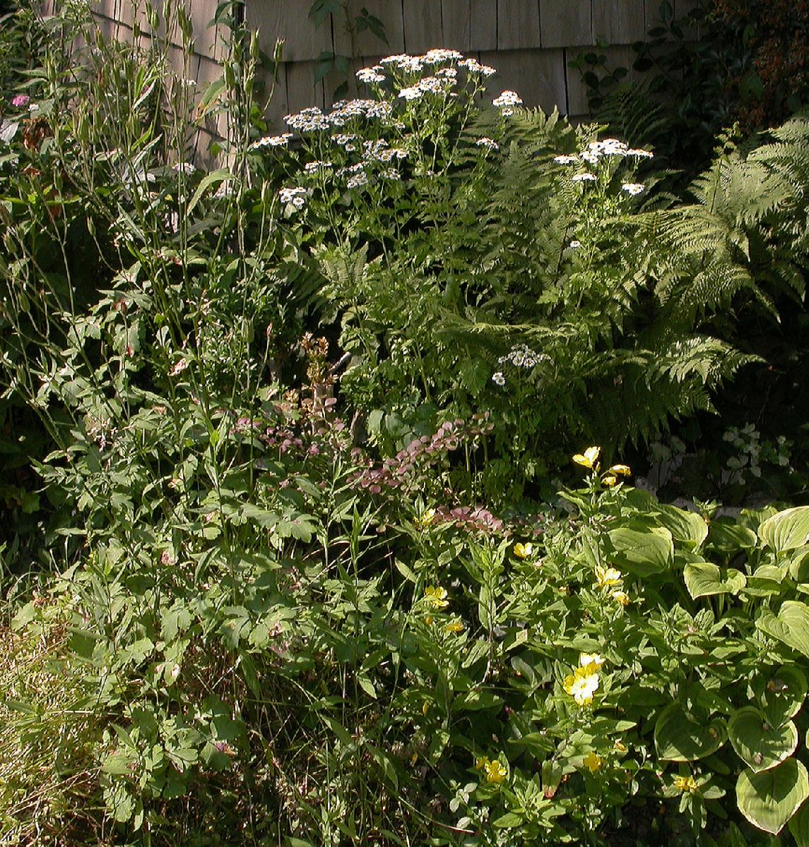 Asteraceae Tanacetum parthenemium