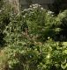 image of Tanacetum parthenemium