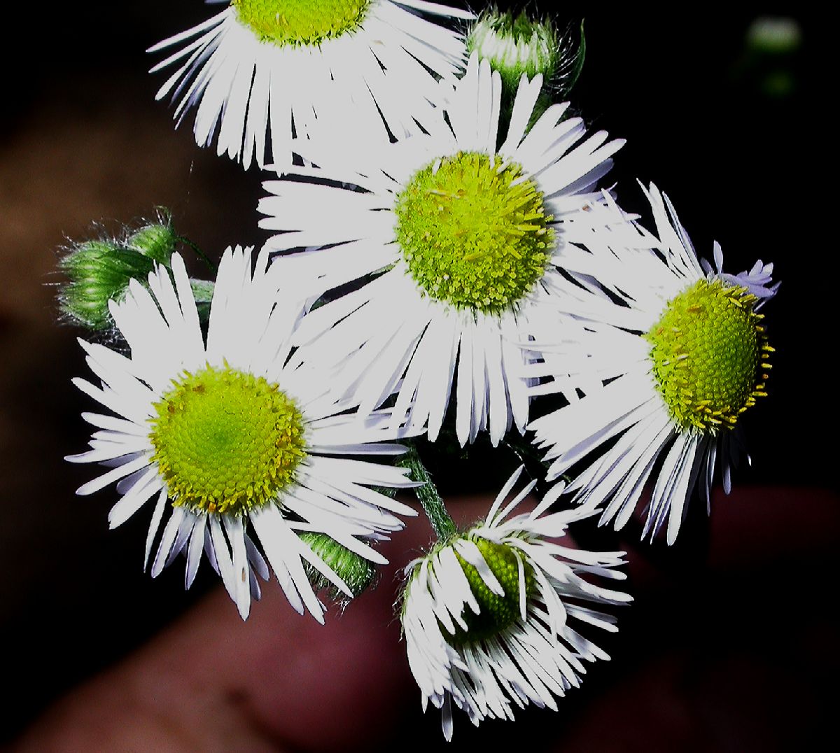 Asteraceae Tanacetum parthenemium