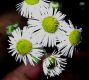 image of Tanacetum parthenemium