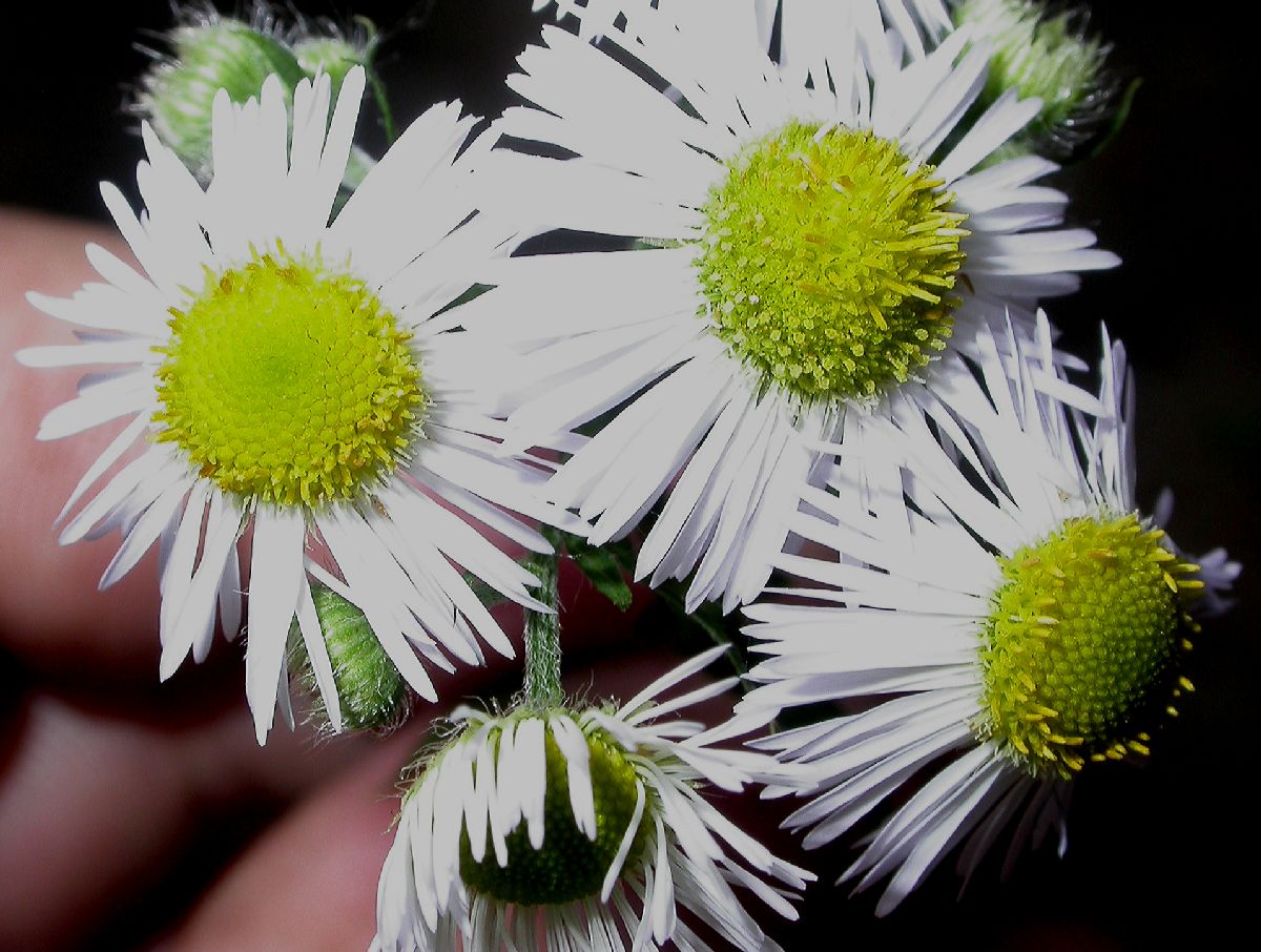 Asteraceae Tanacetum parthenemium