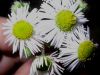 image of Tanacetum parthenemium