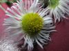 image of Tanacetum parthenemium