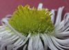 image of Tanacetum parthenemium