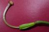 image of Lilium martagon