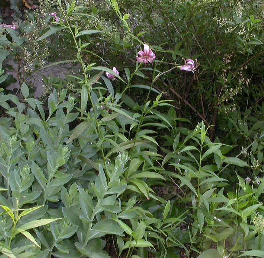 Liliaceae Lilium martagon