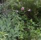 image of Lilium martagon