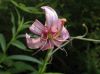 image of Lilium martagon