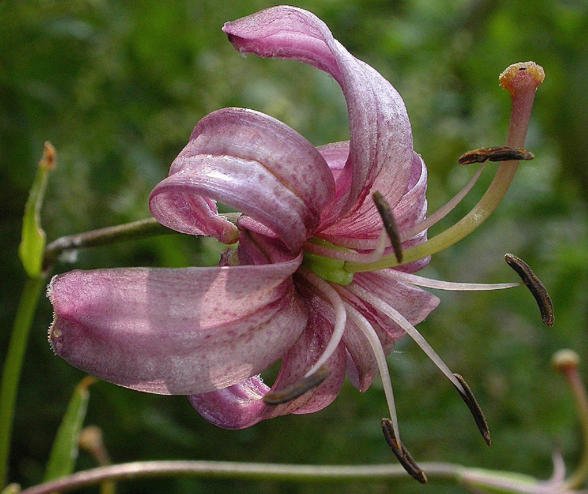 Liliaceae Lilium martagon