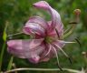 image of Lilium martagon
