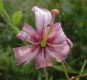 image of Lilium martagon
