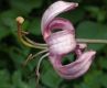 image of Lilium martagon