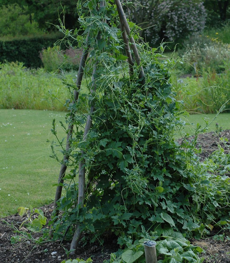 Cucurbitaceae Bryonia dioica