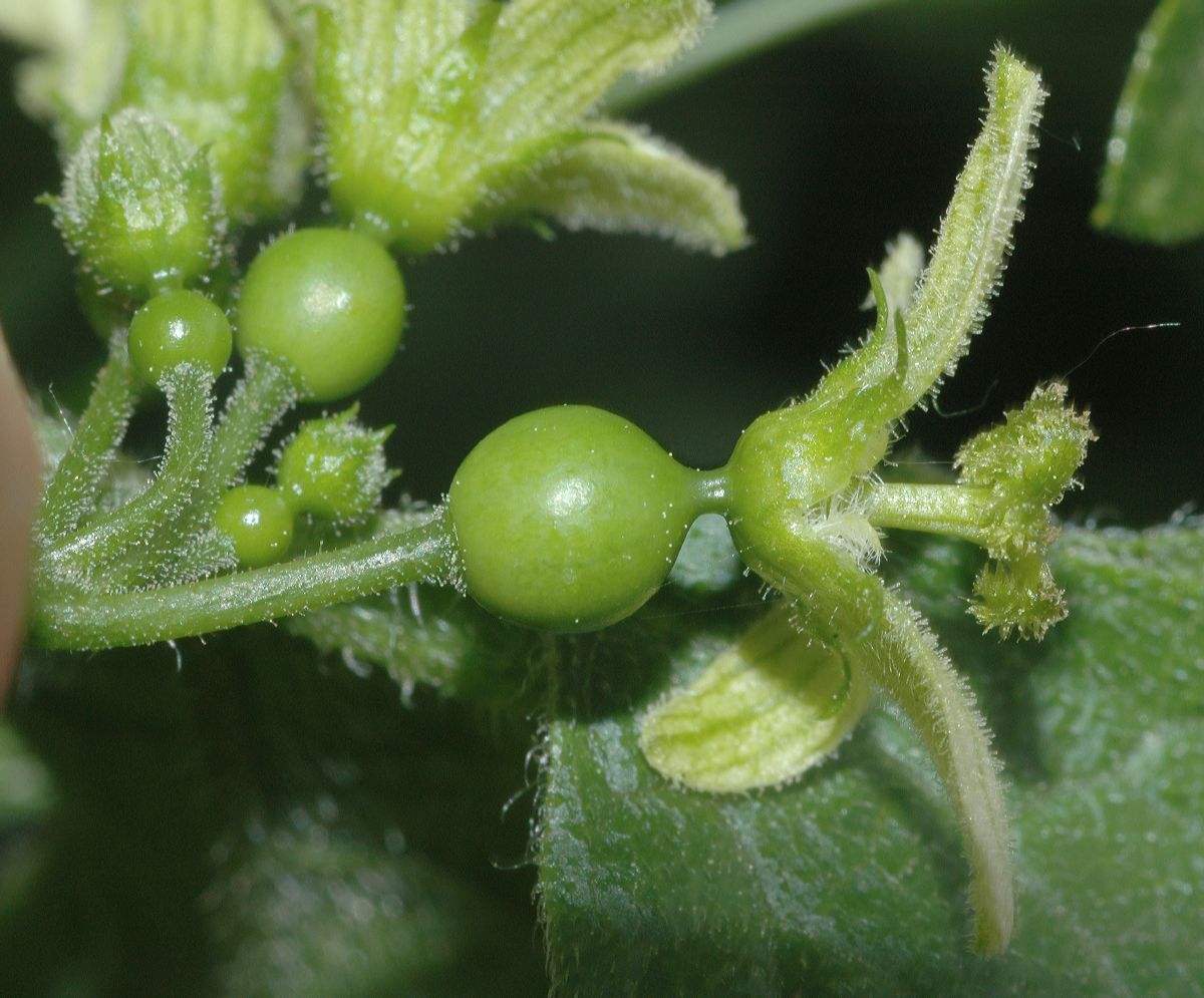 Cucurbitaceae Bryonia dioica